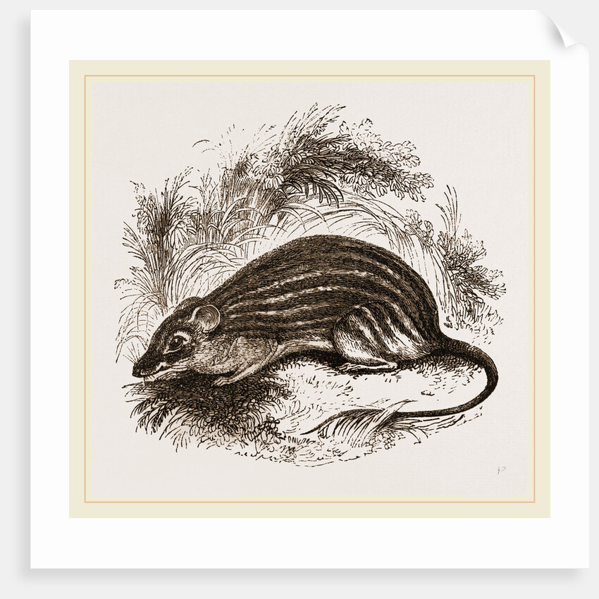 Barbary Mouse by Anonymous