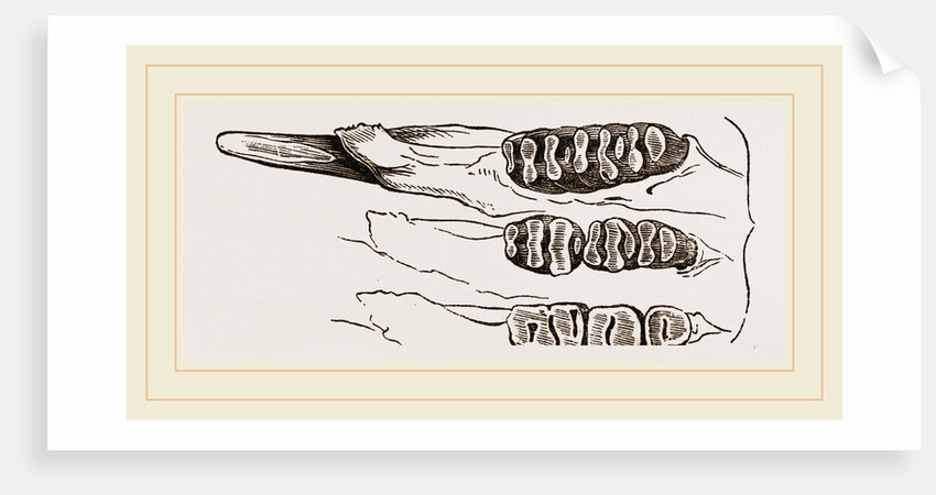 Teeth of Common Mouse by Anonymous