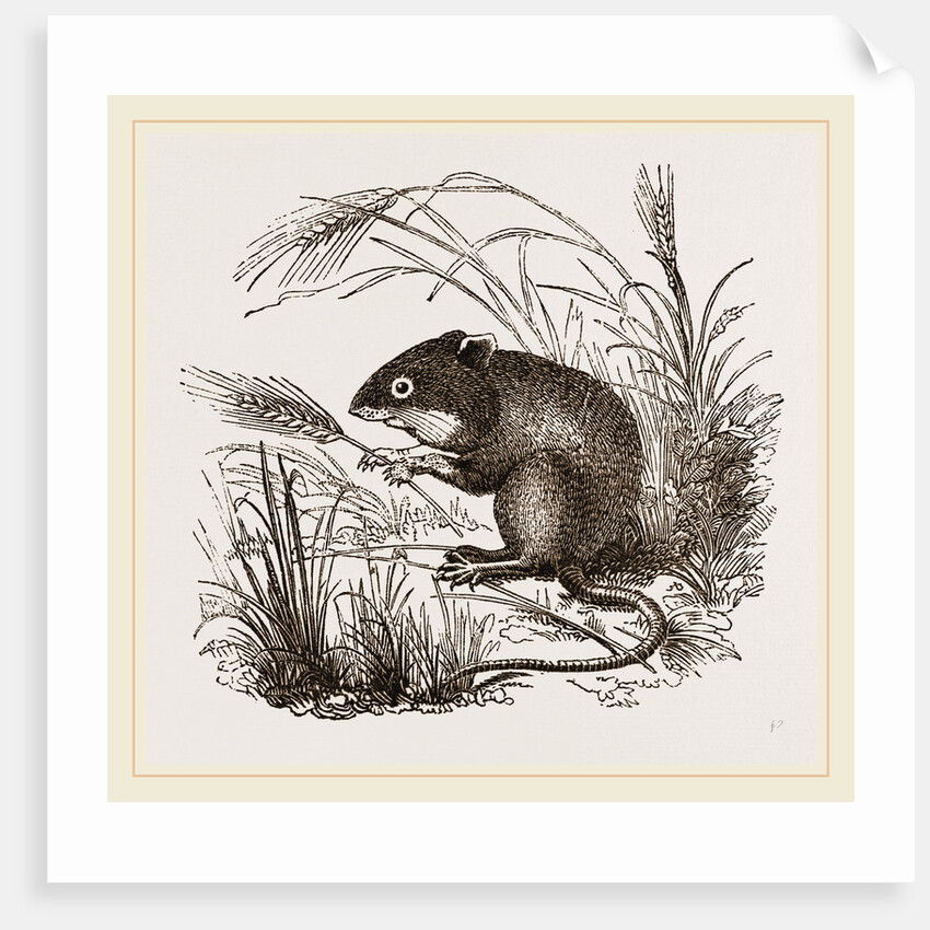 Teeth of Common Mouse by Anonymous