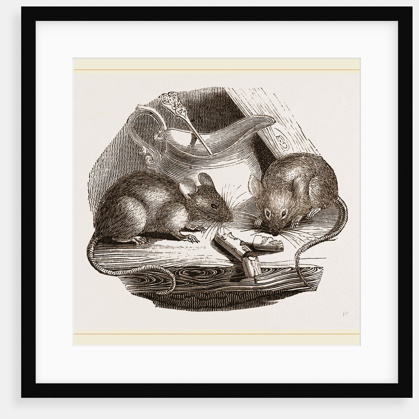 Common Mouse by Anonymous