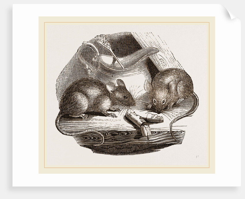 Common Mouse by Anonymous