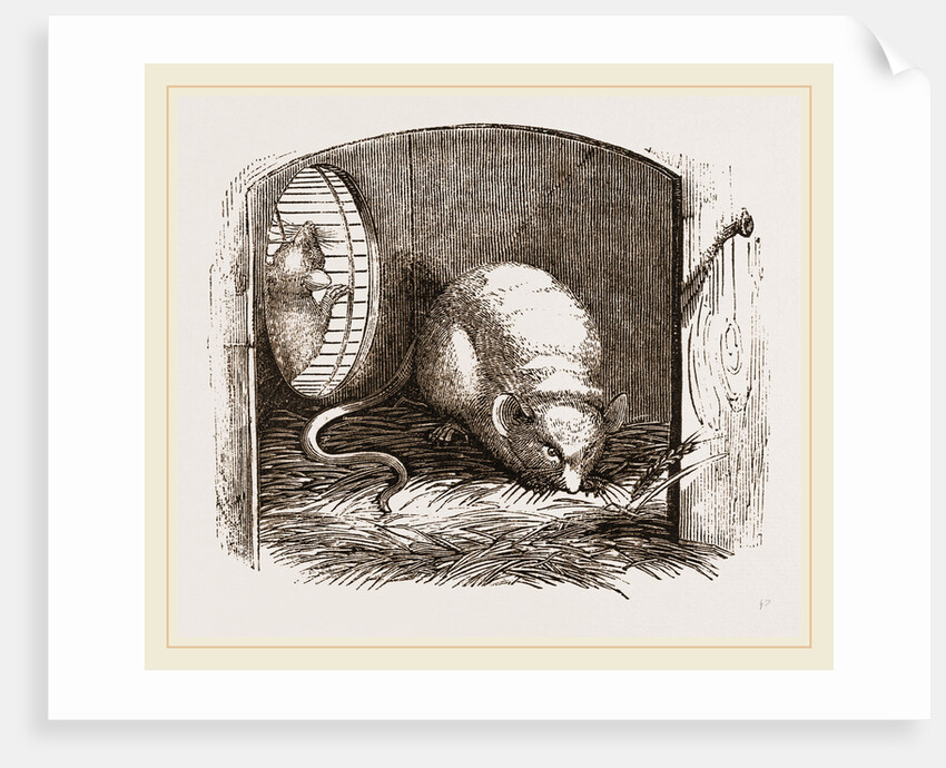 Common Mouse by Anonymous