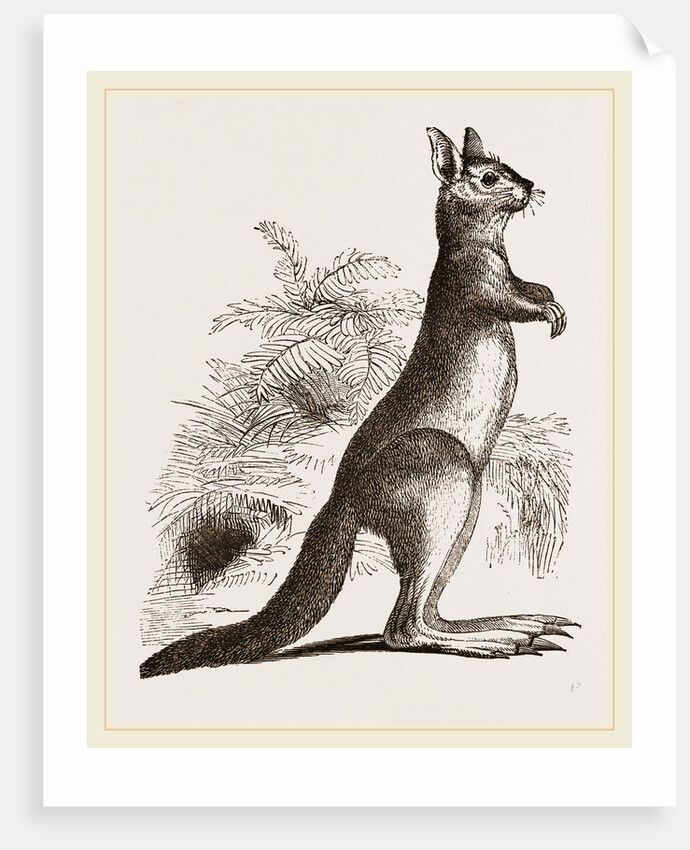 Cape Leaping Hare by Anonymous