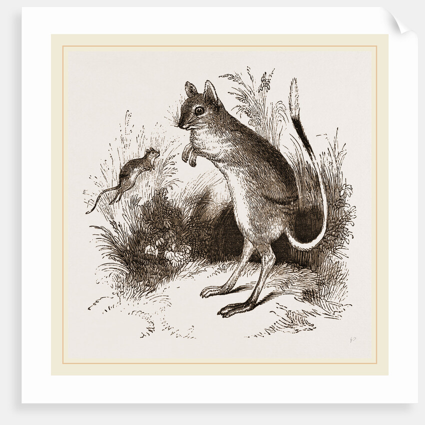 Dark-banded Jerboa by Anonymous