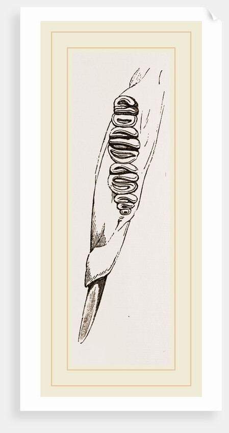 Teeth of Dormouse by Anonymous