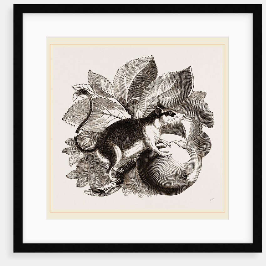 Lerot or Garden Dormouse by Anonymous