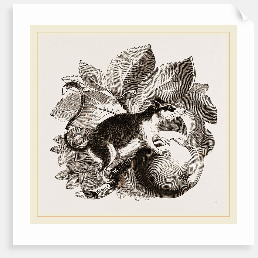 Lerot or Garden Dormouse by Anonymous