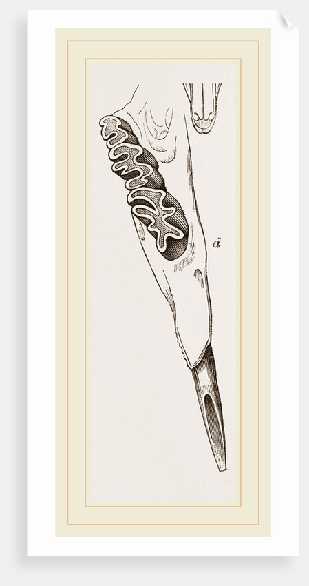 Teeth of Alactaga by Anonymous