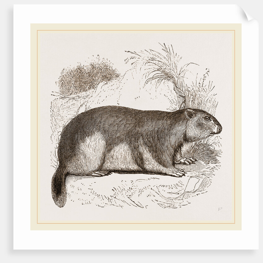 Alpine Marmot by Anonymous