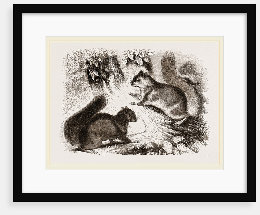 Northern Grey and Black Squirrel by Anonymous