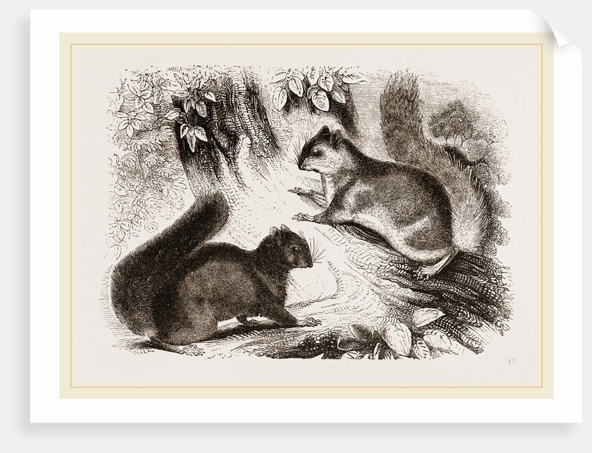 Northern Grey and Black Squirrel by Anonymous