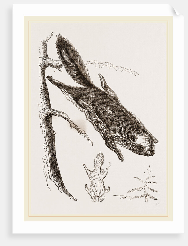 Rocky Mountain Flying Squirrel by Anonymous