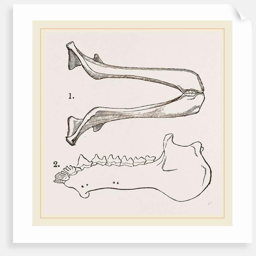Lower Jaw and Teeth of Galeopithecus Philippinensis by Anonymous