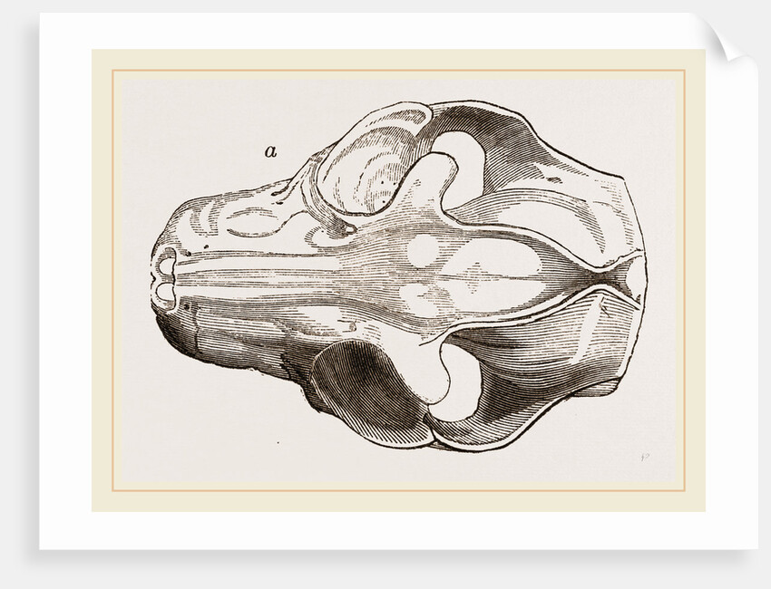 Skull of Galeopithecus Philippinensis by Anonymous
