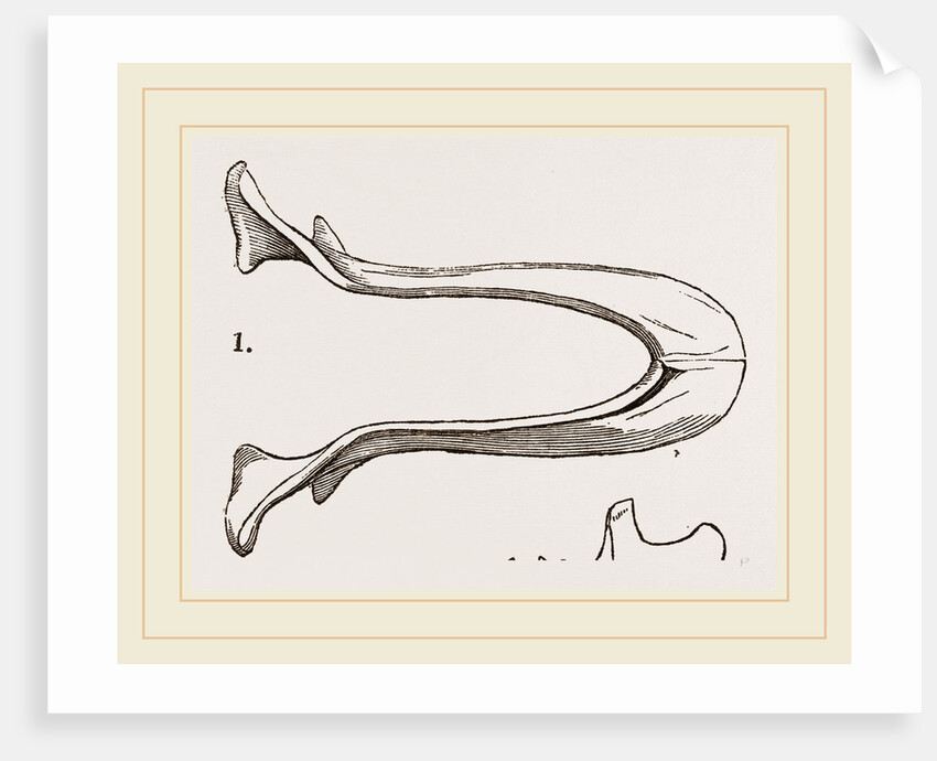 Lower Jaw and Teeth of Galeopithecus Temminckii by Anonymous