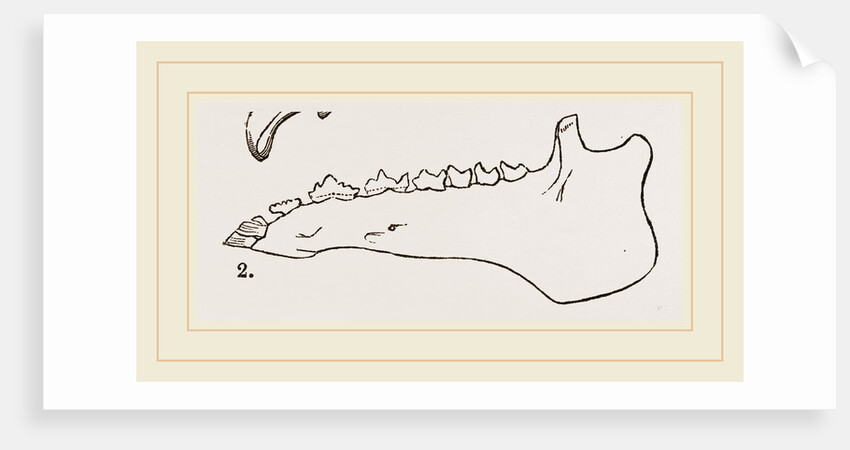 Lower Jaw and Teeth of Galeopithecus Temminckii by Anonymous