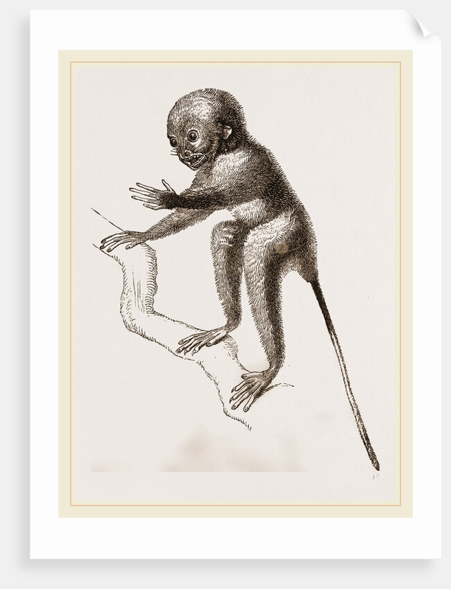 Banca Tarsier by Anonymous
