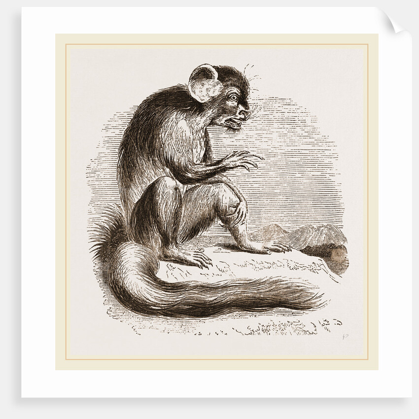 Aye Aye by Anonymous