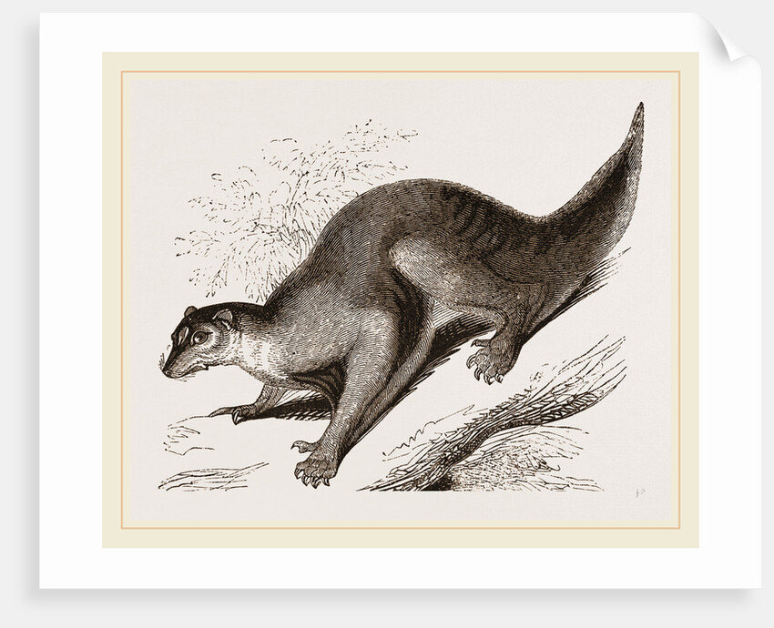 Colugo by Anonymous