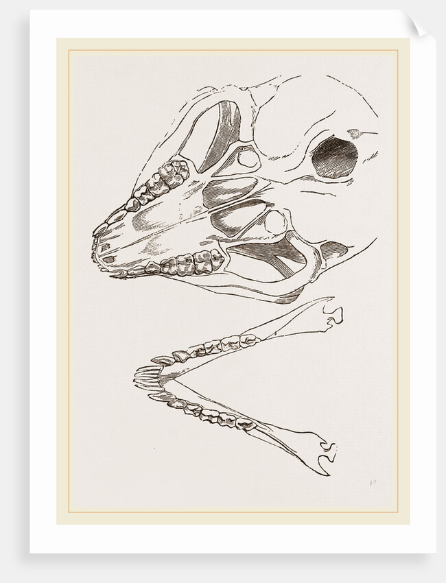 Base of Skull Moholi and Lower Jaw natural size by Anonymous