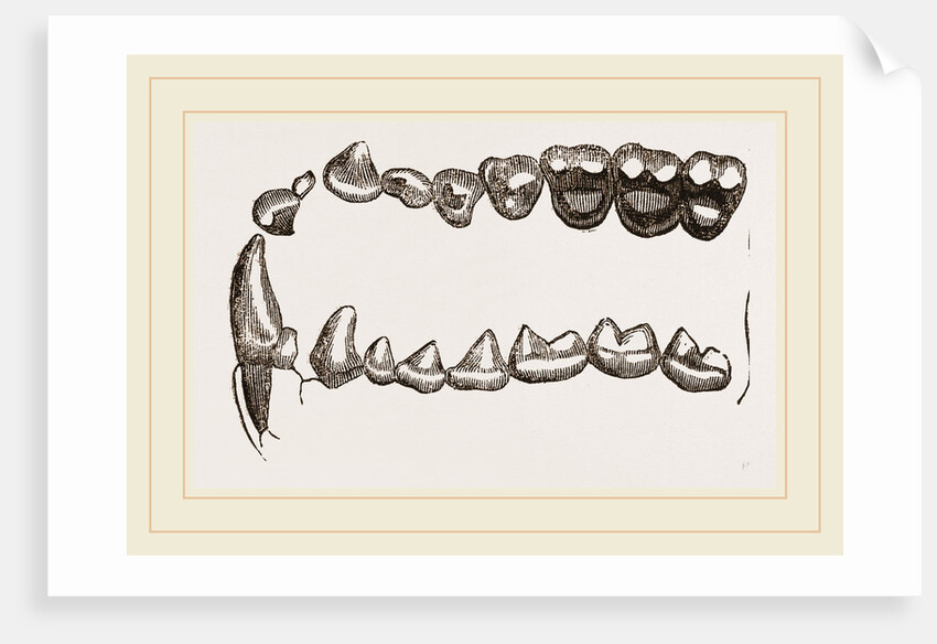 Teeth of Tarsiers by Anonymous
