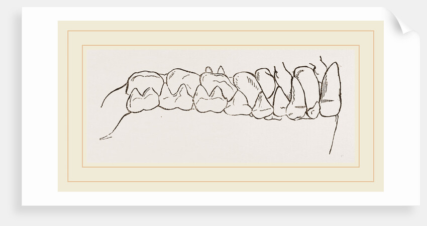 Teeth of Tarsiers by Anonymous