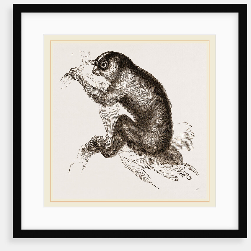 Slow-paced Loris by Anonymous