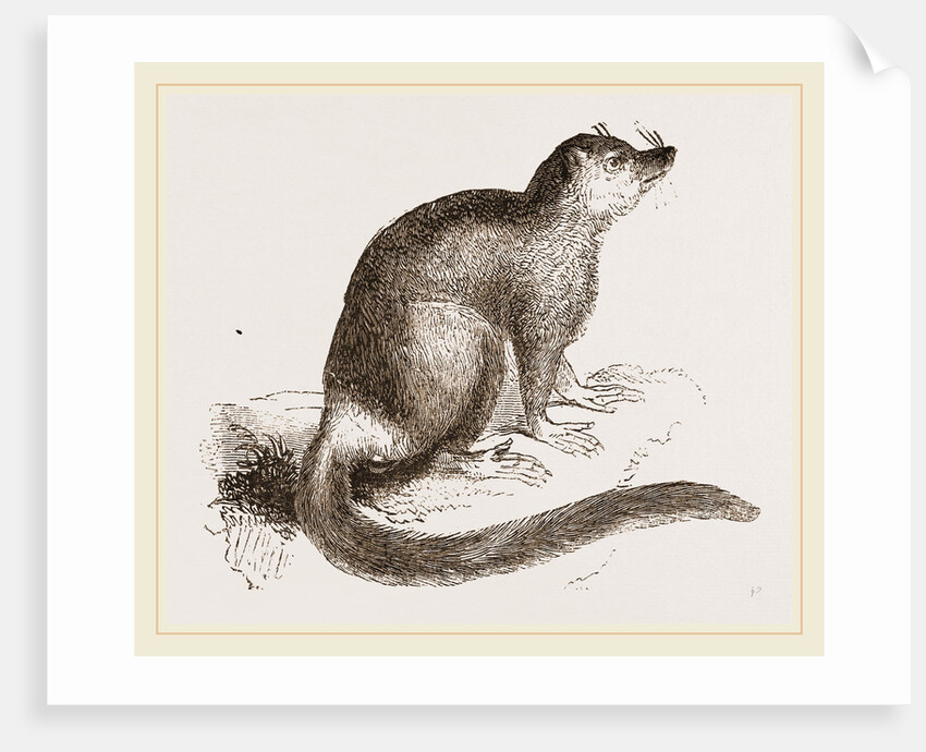 Flocky Lemur by Anonymous