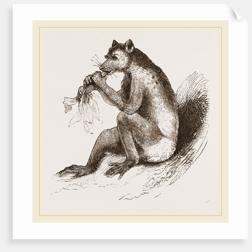 Short-tailed Indris by Anonymous