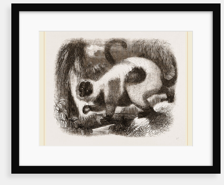Ruffed Lemur by Anonymous