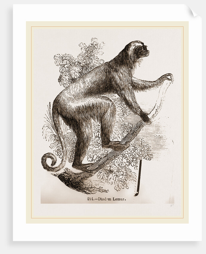 Diadem lemur by Anonymous