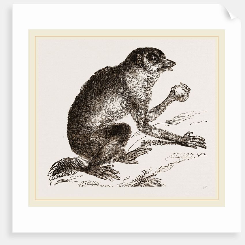 Slender Loris by Anonymous