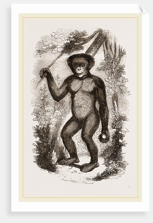 Chimpanzee by Anonymous