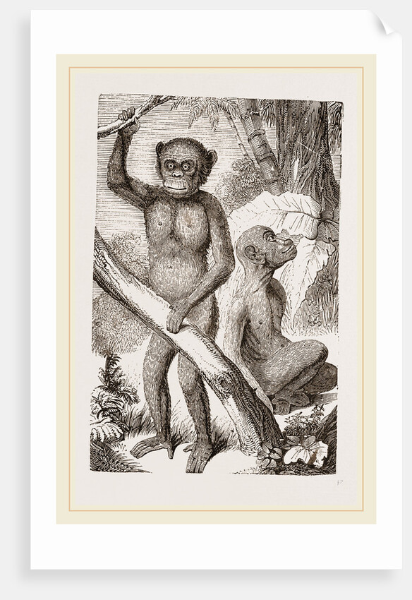 The Chimpanzee by Anonymous