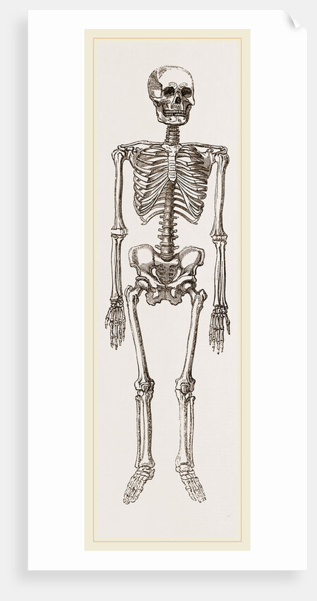 Skeleton of Man by Anonymous