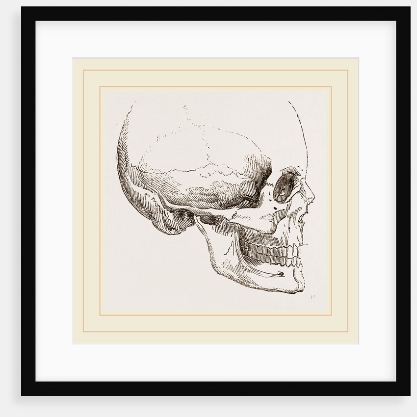 Human Skull by Anonymous