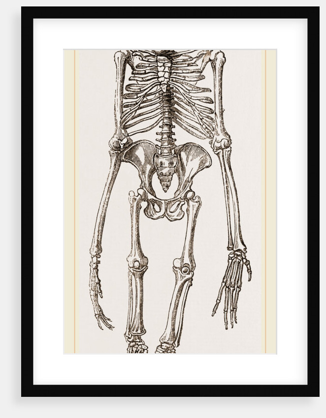 Skeleton of Orang-Outan by Anonymous