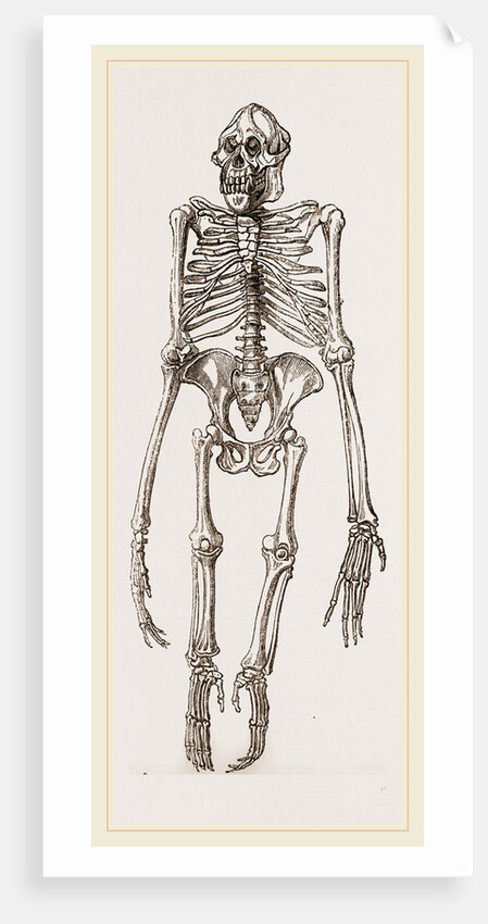 Skeleton of Orang-Outan by Anonymous