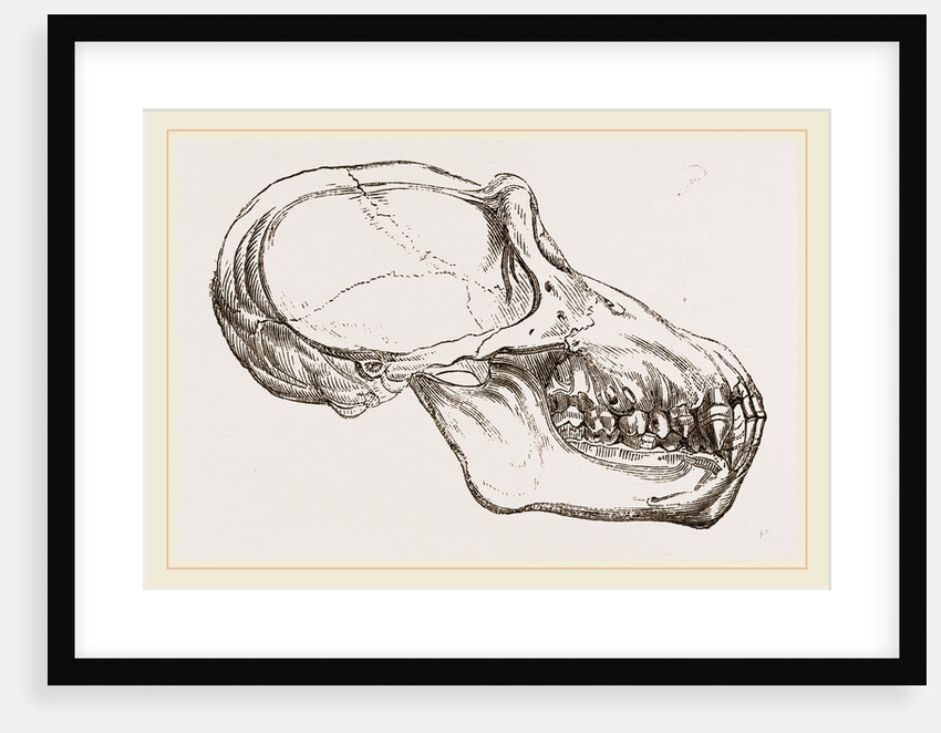 Skull of Chimpanzee by Anonymous