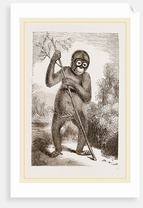 Orang-Outan by Anonymous