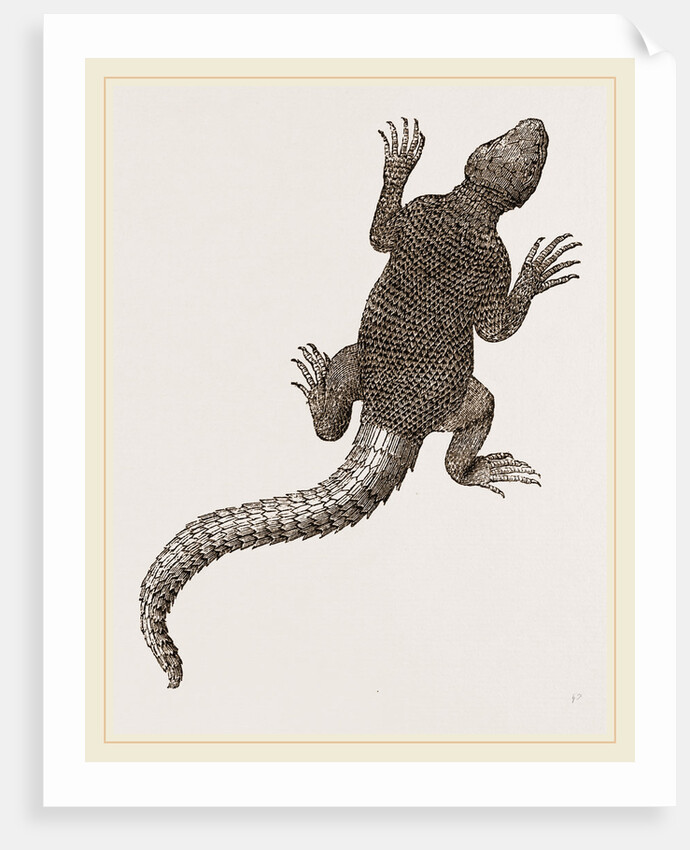 Spiny Agama by Anonymous