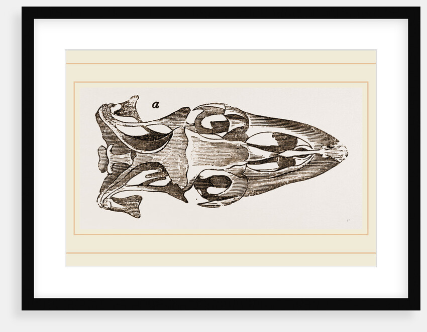 Skull of Varan the Nile by Anonymous