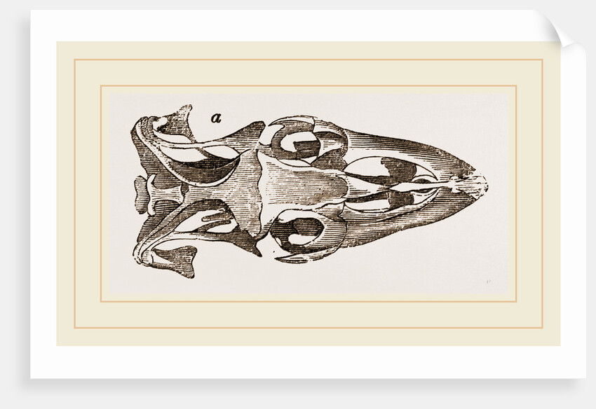 Skull of Varan the Nile by Anonymous