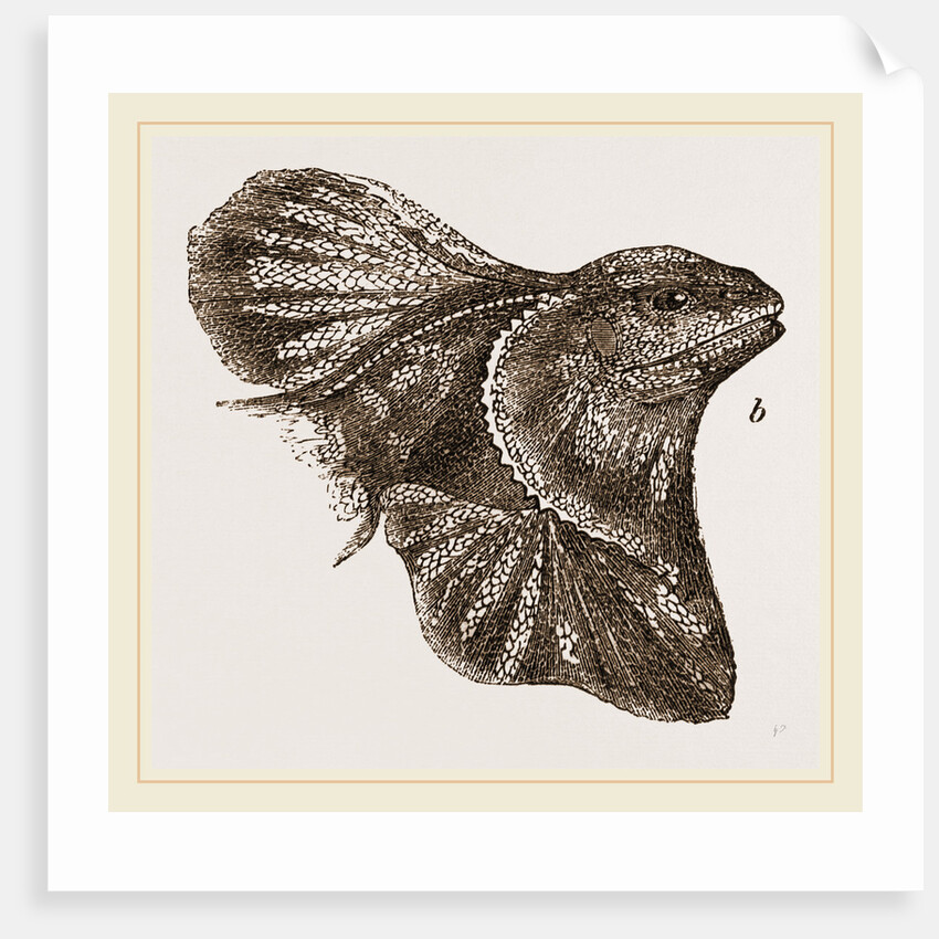 Frilled Lizard by Anonymous