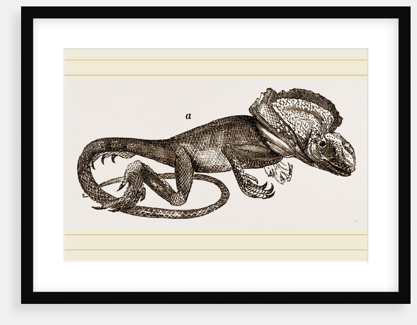 Frilled Lizard by Anonymous