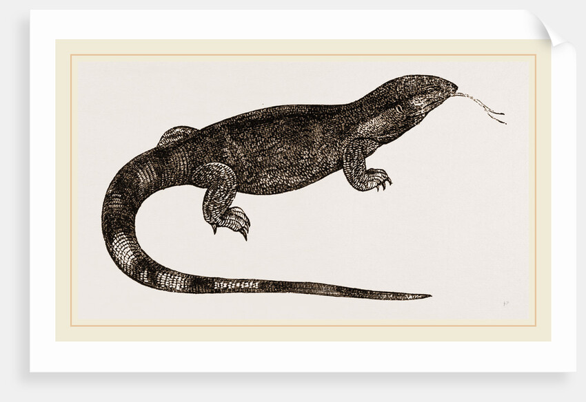 White-throated Varan by Anonymous