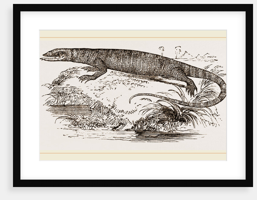 Varan of the Nile by Anonymous