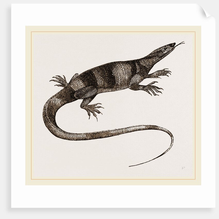 Bell's Varan by Anonymous