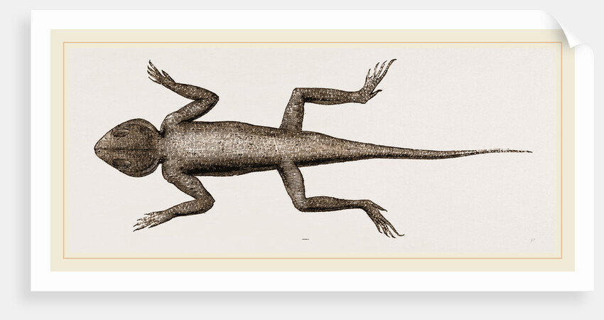 Changeable Agama by Anonymous