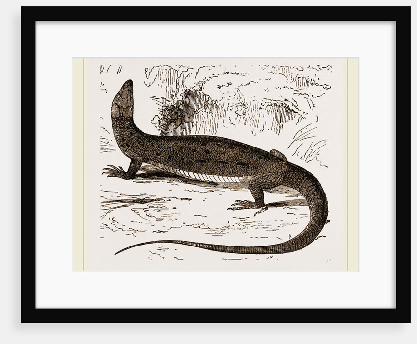 Viviparous Lizards by Anonymous